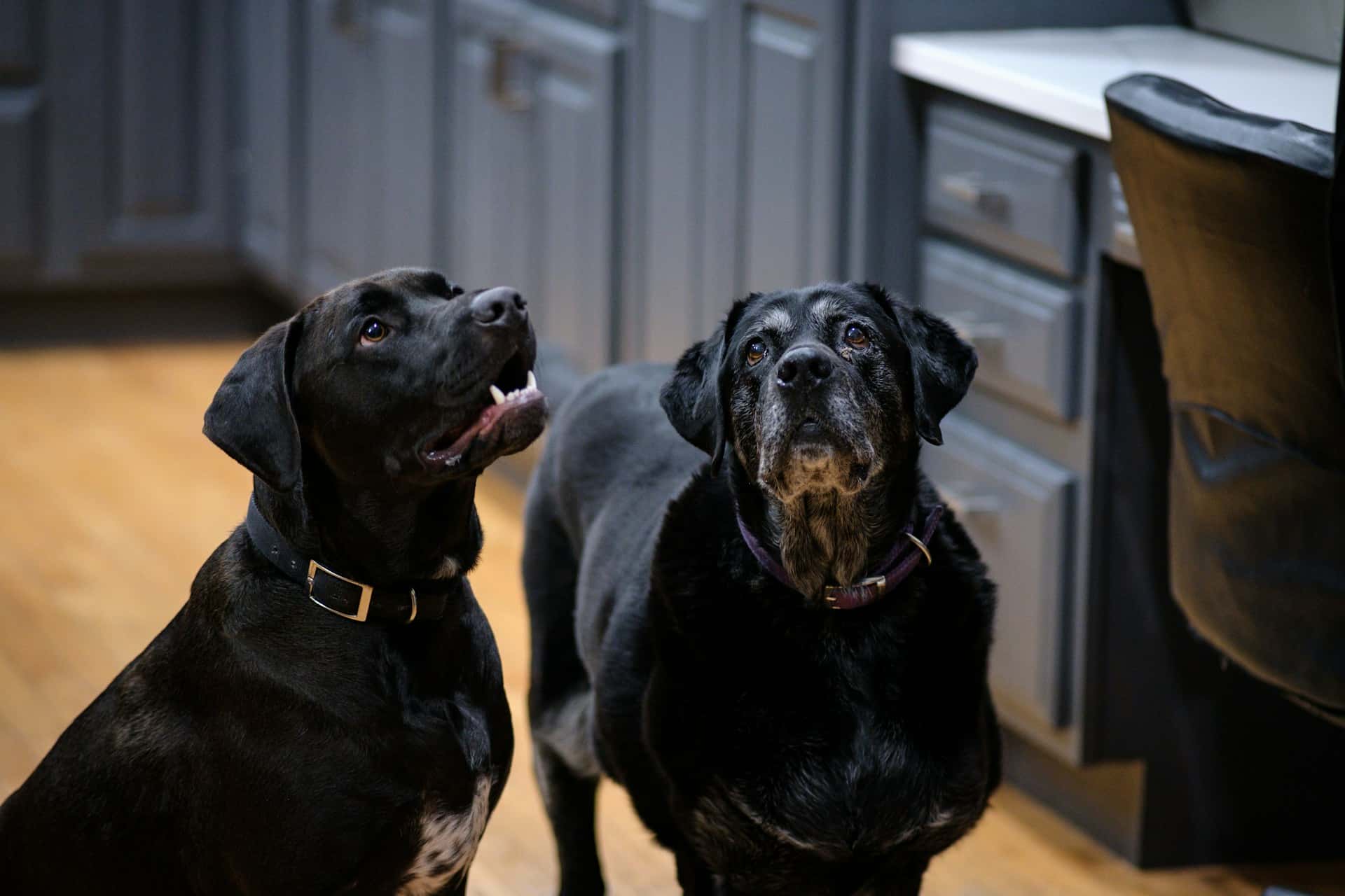 Pet Owners in Sacramento: Here’s Why You Should Clean Your Appliances More Often